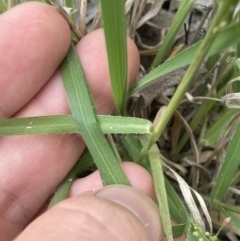 Panicum effusum at Higgins, ACT - 9 Dec 2022 06:25 PM