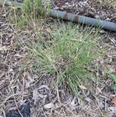 Chloris truncata (Windmill Grass) at Higgins Woodland - 9 Dec 2022 by MattM