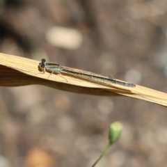 Ischnura aurora (Aurora Bluetail) at Wodonga, VIC - 9 Dec 2022 by KylieWaldon