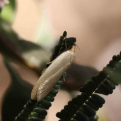 Xylorycta assimilis (A Xyloryctid moth) at O'Connor, ACT - 6 Dec 2022 by ConBoekel