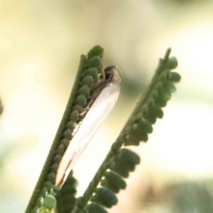 Xylorycta assimilis at O'Connor, ACT - 7 Dec 2022 09:40 AM