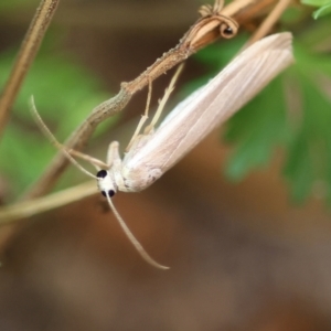 Palaeosia undescribed species at Wodonga, VIC - 8 Dec 2022 07:00 PM
