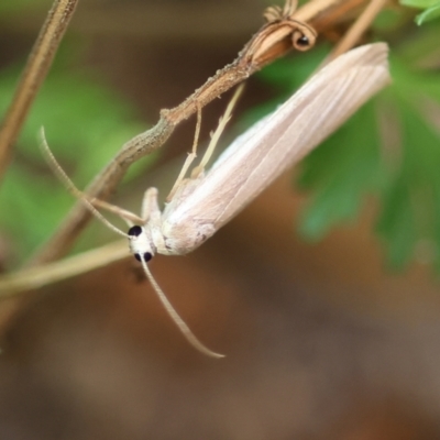Unidentified Moth (Lepidoptera) at Wodonga, VIC - 8 Dec 2022 by KylieWaldon