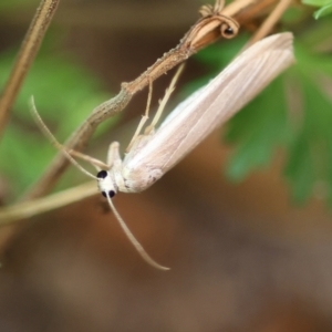 Unidentified Moth (Lepidoptera) (TBC) at suppressed by KylieWaldon
