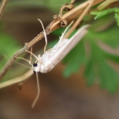 Palaeosia undescribed species at Wodonga, VIC - 8 Dec 2022 07:00 PM