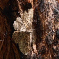 Ectropis fractaria (Ringed Bark Moth) at Dryandra St Woodland - 6 Dec 2022 by ConBoekel