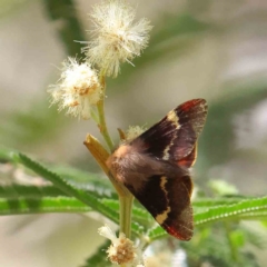 Nataxa flavescens (Nataxa Moth) at Dryandra St Woodland - 6 Dec 2022 by ConBoekel