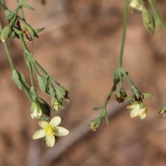 Hypericum gramineum (Small St Johns Wort) at O'Connor, ACT - 7 Dec 2022 by ConBoekel