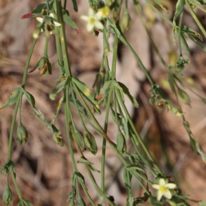 Hypericum gramineum at O'Connor, ACT - 7 Dec 2022