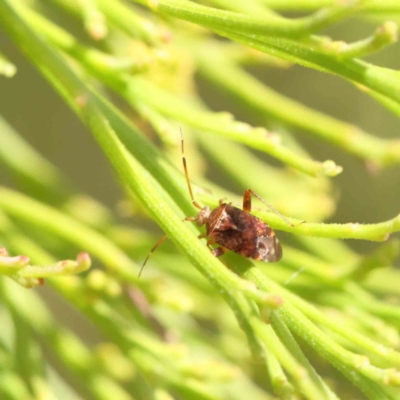 Sidnia kinbergi (Australian crop mirid) at Dryandra St Woodland - 6 Dec 2022 by ConBoekel