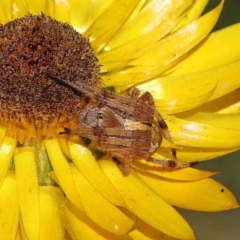 Salsa sp. (genus) (Orb-weaver) at O'Connor, ACT - 7 Dec 2022 by ConBoekel