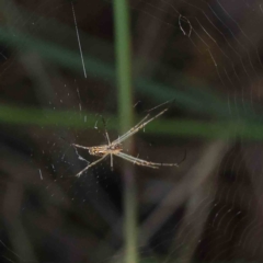 Leucauge sp. (genus) (Silver Orb-weaver) at Dryandra St Woodland - 6 Dec 2022 by ConBoekel