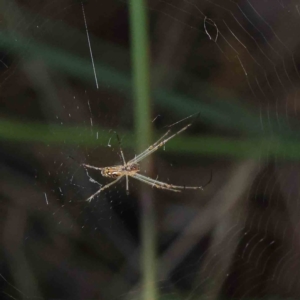 Leucauge sp. (genus) at O'Connor, ACT - 7 Dec 2022