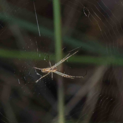 Leucauge sp. (genus) (Silver Orb-weaver) at O'Connor, ACT - 7 Dec 2022 by ConBoekel