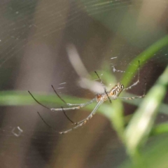 Leucauge sp. (genus) at O'Connor, ACT - 7 Dec 2022