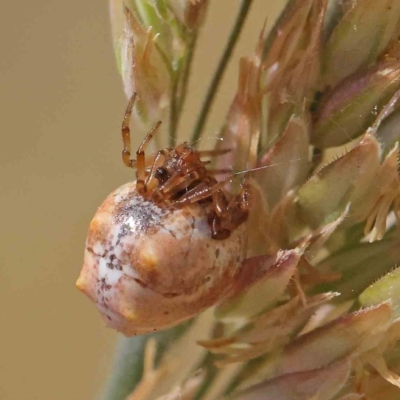 Phoroncidia sextuberculata (Six-knobbed Phoroncidia) at O'Connor, ACT - 7 Dec 2022 by ConBoekel