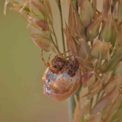 Phoroncidia sextuberculata at O'Connor, ACT - 7 Dec 2022