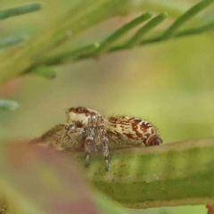 Unidentified Jumping or peacock spider (Salticidae) at O'Connor, ACT - 7 Dec 2022 by ConBoekel