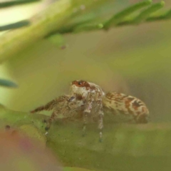 Opisthoncus sp. (genus) at O'Connor, ACT - 7 Dec 2022 11:24 AM