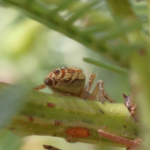 Opisthoncus sp. (genus) at O'Connor, ACT - 7 Dec 2022 11:24 AM