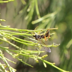 Ichneumonidae (family) (Unidentified ichneumon wasp) at O'Connor, ACT - 6 Dec 2022 by ConBoekel