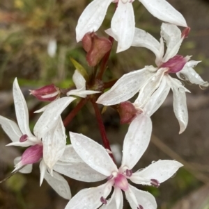 Burchardia umbellata at Fentons Creek, VIC - suppressed