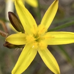 Tricoryne elatior (Yellow Rush Lily) at Fentons Creek, VIC - 26 Nov 2022 by KL