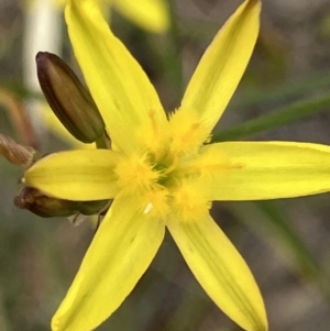 Tricoryne elatior at Fentons Creek, VIC - suppressed