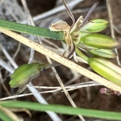 Tricoryne elatior at Fentons Creek, VIC - suppressed