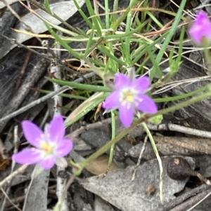 Spergularia rubra at Fentons Creek, VIC - suppressed