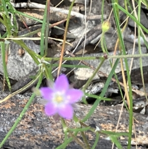 Spergularia rubra at Fentons Creek, VIC - suppressed