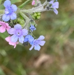 Cynoglossum australe (Australian Forget-me-not) at Hughes Grassy Woodland - 2 Dec 2022 by KL