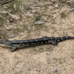 Tiliqua nigrolutea (Blotched Blue-tongue) at Namadgi National Park - 9 Dec 2022 by Pirom