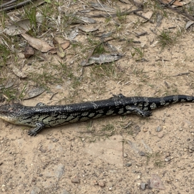 Tiliqua nigrolutea (Blotched Blue-tongue) at Cotter River, ACT - 9 Dec 2022 by Pirom