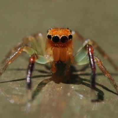 Prostheclina amplior (Orange Jumping Spider) at Acton, ACT - 9 Dec 2022 by patrickcox