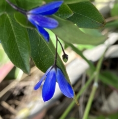 Billardiera heterophylla (Western Australian Bluebell Creeper) at Hughes, ACT - 1 Dec 2022 by KL