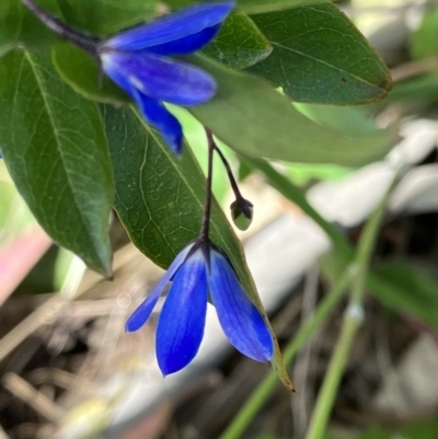 Billardiera heterophylla (Western Australian Bluebell Creeper) at Hughes, ACT - 1 Dec 2022 by KL