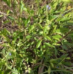 Billardiera heterophylla at Hughes, ACT - 1 Dec 2022