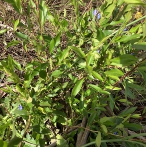 Billardiera heterophylla at Hughes, ACT - 1 Dec 2022 05:30 PM