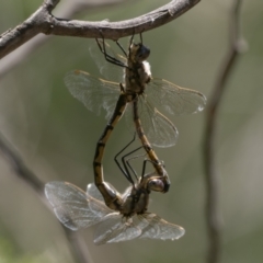 Hemicordulia tau (Tau Emerald) at Acton, ACT - 9 Dec 2022 by patrickcox