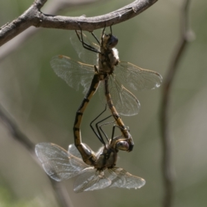 Hemicordulia tau at Acton, ACT - 9 Dec 2022