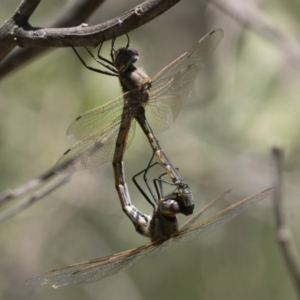 Hemicordulia tau at Acton, ACT - 9 Dec 2022