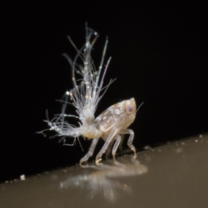 Scolypopa australis at Acton, ACT - 9 Dec 2022