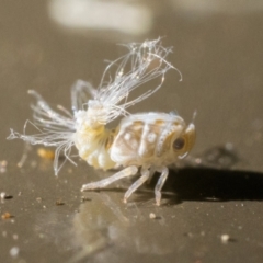 Scolypopa australis at Acton, ACT - 9 Dec 2022 01:45 PM