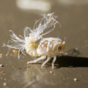 Scolypopa australis at Acton, ACT - 9 Dec 2022