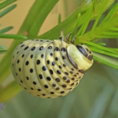 Dicranosterna immaculata (Acacia leaf beetle) at O'Connor, ACT - 7 Dec 2022 by ConBoekel