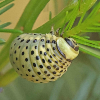 Dicranosterna immaculata (Acacia leaf beetle) at Dryandra St Woodland - 7 Dec 2022 by ConBoekel