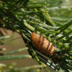 Balta spuria (A Balta Cockroach) at Dryandra St Woodland - 7 Dec 2022 by ConBoekel