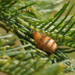 Balta spuria at Dryandra St Woodland - 7 Dec 2022