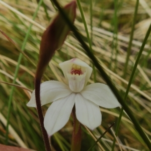 Caladenia alpina at Cotter River, ACT - suppressed